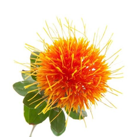 Wild Saffron in Reduslim