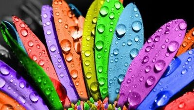 How to lose weight with the 6 petal diet